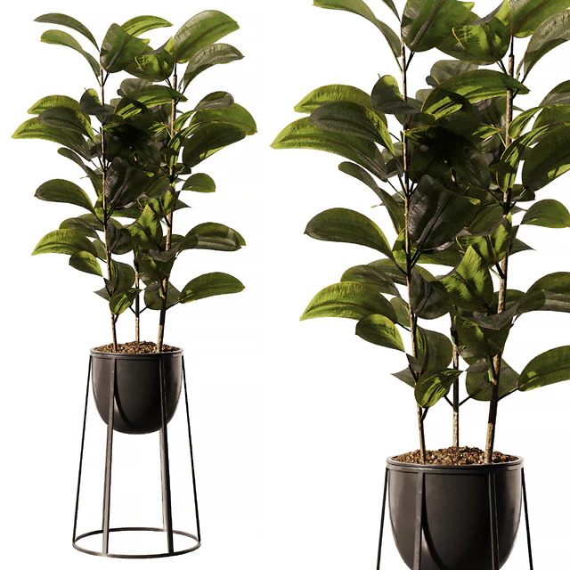 Indoor Plant SetV18 - Ficus Stand Pot — Descargar