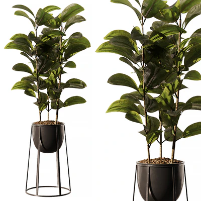 Indoor Plant SetV18 - Ficus Stand Pot — Ver 1
