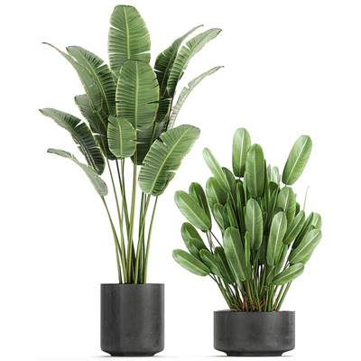 Collection of plants in concrete pots with Strelitzia, palm, Sansevieria. Set 754. — Ver 4
