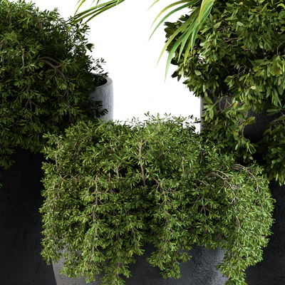 Outdoor Plants Broadleaf - Set 81 — Вид 4