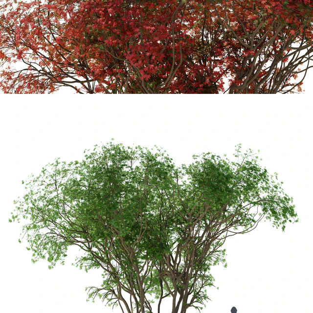 Japanese maple season 2 | Acer palmatum tree — Descargar