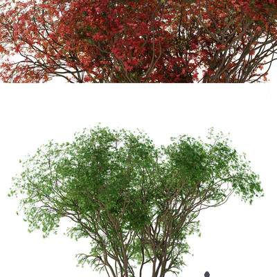 Japanese maple season 2 | Acer palmatum tree — Ver 3