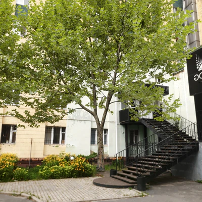 Платан / Sycamore / Platanus #9 — Вид 5