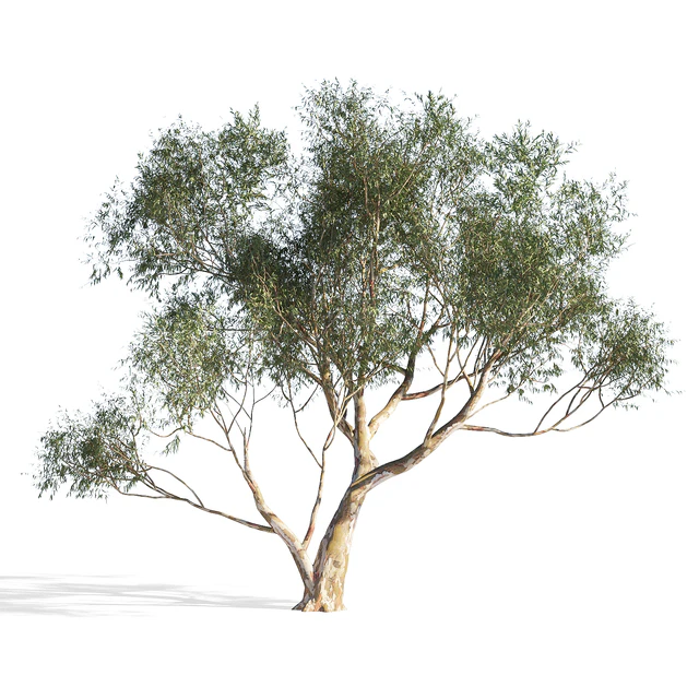 Eucalyptus 6 — Скачать