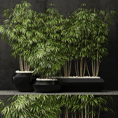 Plants collection 66 — Вид 1
