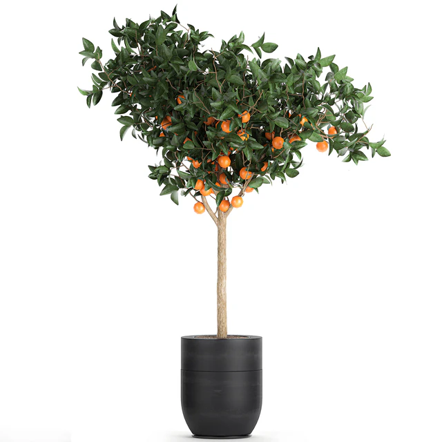 A collection of fruit orange trees in black pots Orange, outdoor flowerpot for the garden. Set 718. — Descargar