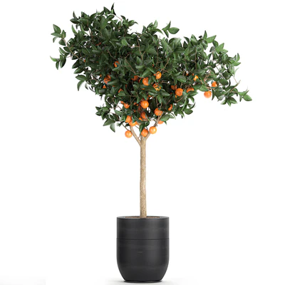 A collection of fruit orange trees in black pots Orange, outdoor flowerpot for the garden. Set 718. — Ver 4