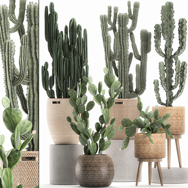 A collection of small cacti in beautiful woven rattan baskets with Prickly pear, Carnegie, Cereus, desert plants. Set 617. — Descargar