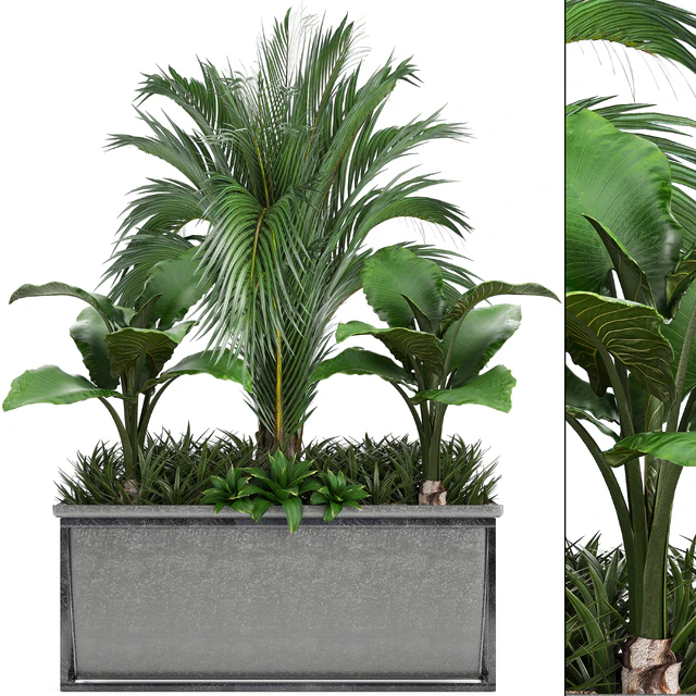 Plant collection 245. Interior palm tree, bushes, thickets, pot, alocasia — Descargar