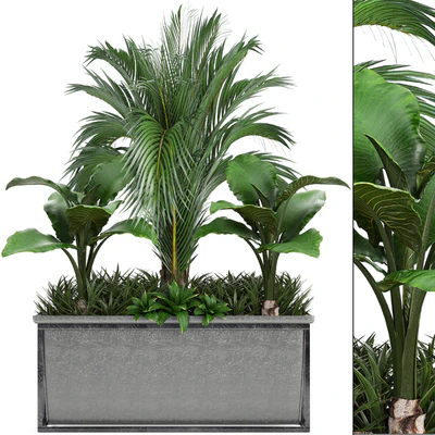 Plant collection 245. Interior palm tree, bushes, thickets, pot, alocasia — Ver 1