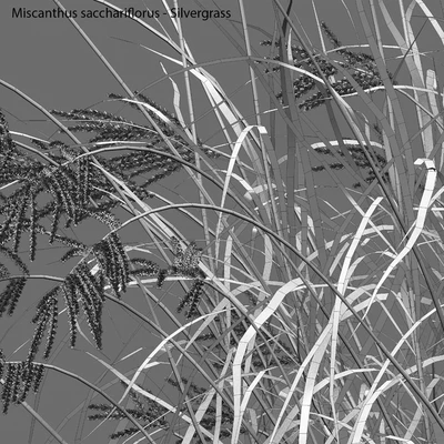 Miscanthus sacchariflorus - Silvergrass 02 — Ver 4