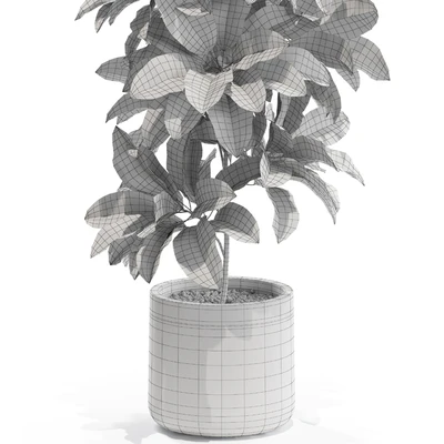 Plants collection 557 — Вид 4
