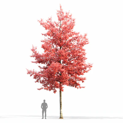 Quercus Rubra — Ver 6