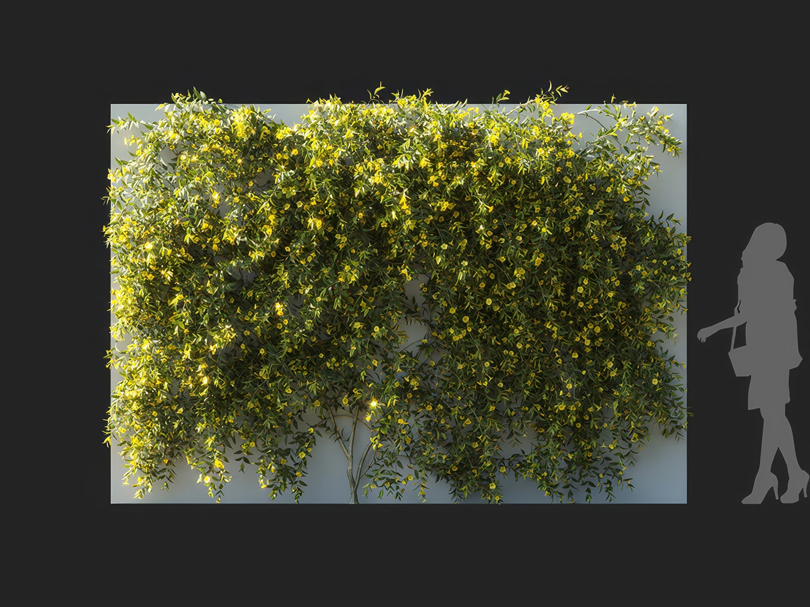 gelsemium sempervirens 004 — Descargar