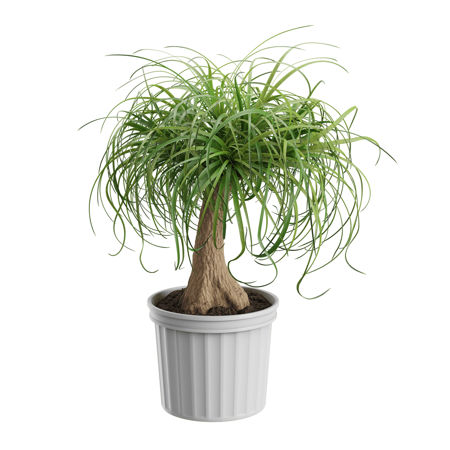 plant palm ponytail — Descargar