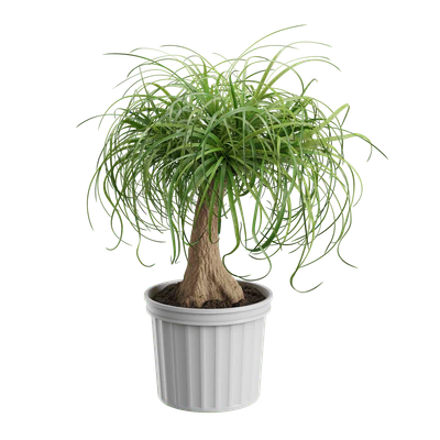 plant palm ponytail — Descargar