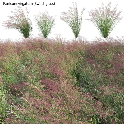 Panicum virgatum (Switchgrass) — Ver 1