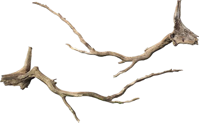 large fallen tree 006 — Descargar