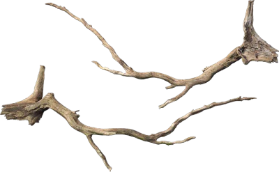 large fallen tree 006 — Descargar