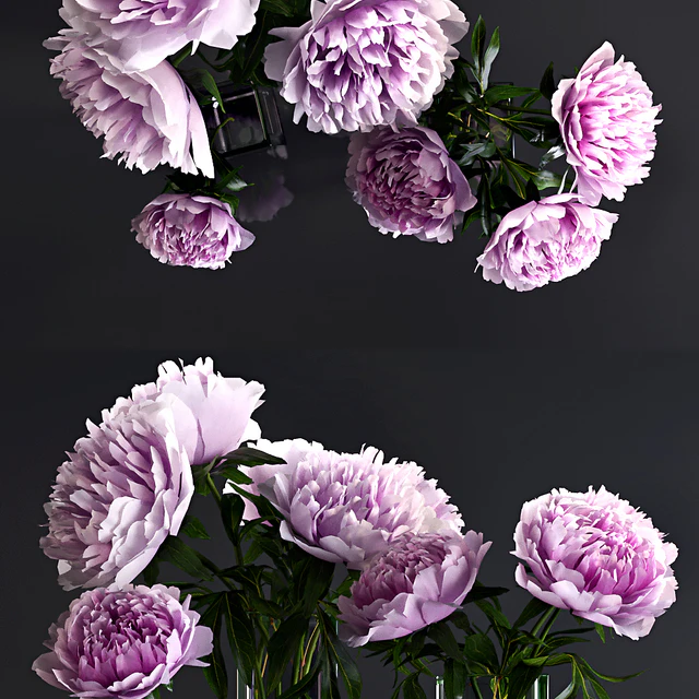Peonies — Descargar