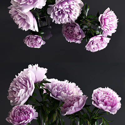 Peonies — Ver 2