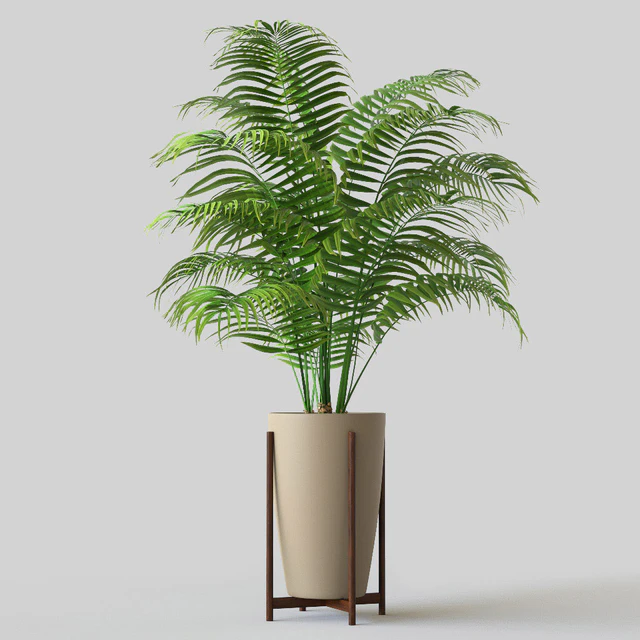 Palm in pot — Descargar