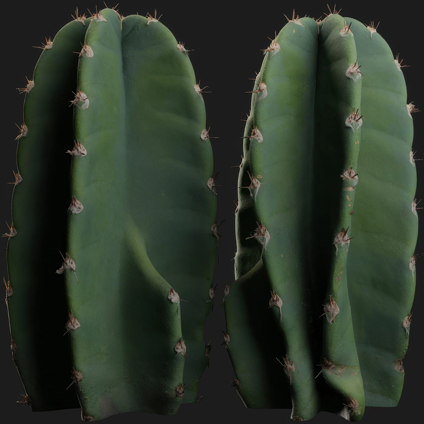 cactus 001 — Скачать