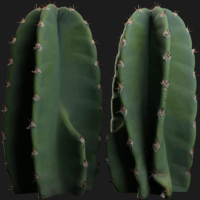 cactus 001 — download