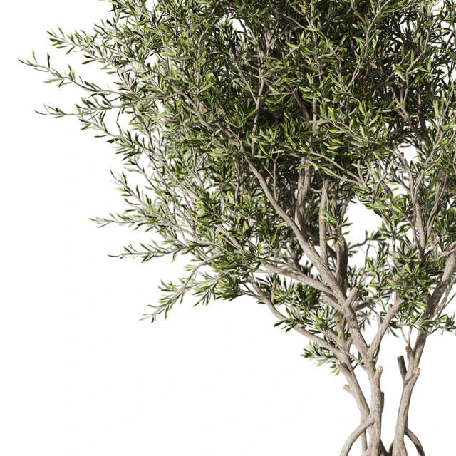Indoor living plant in a pot 05 — Descargar