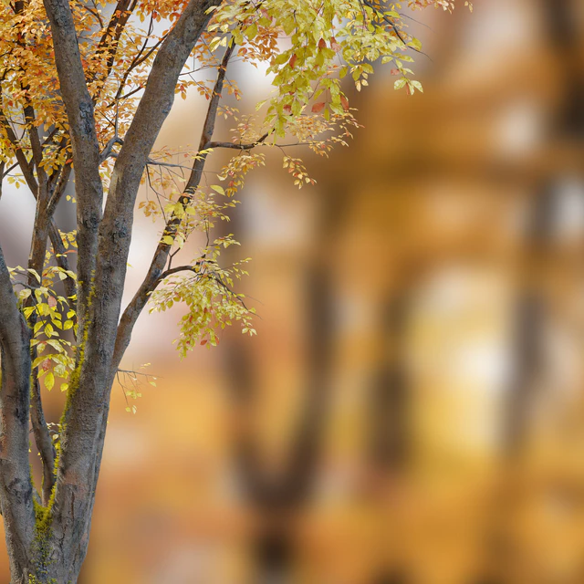 Autumn American beech — Descargar