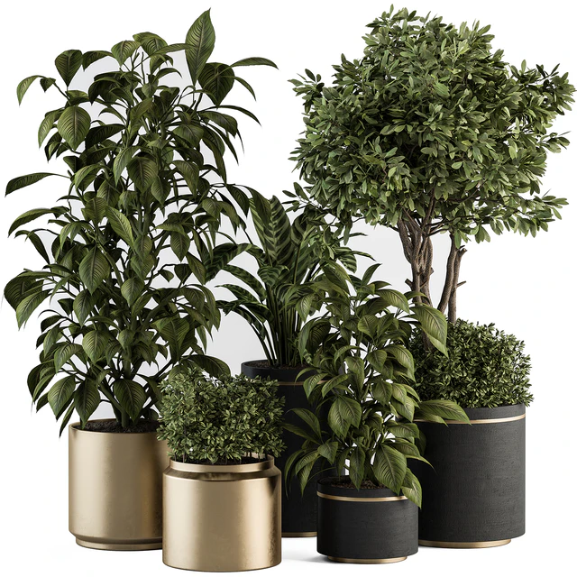 indoor Plant Set 378- Tree and Plant Set in pot — Descargar