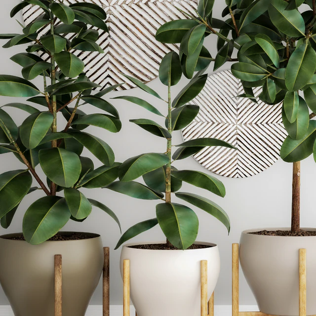 The collection of plants in pots 22. Ficus, pot, flowerpot, interior tree, decor, panel, Scandinavian, African, ficus abidjan — Descargar