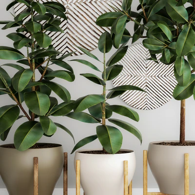 The collection of plants in pots 22. Ficus, pot, flowerpot, interior tree, decor, panel, Scandinavian, African, ficus abidjan — Ver 2