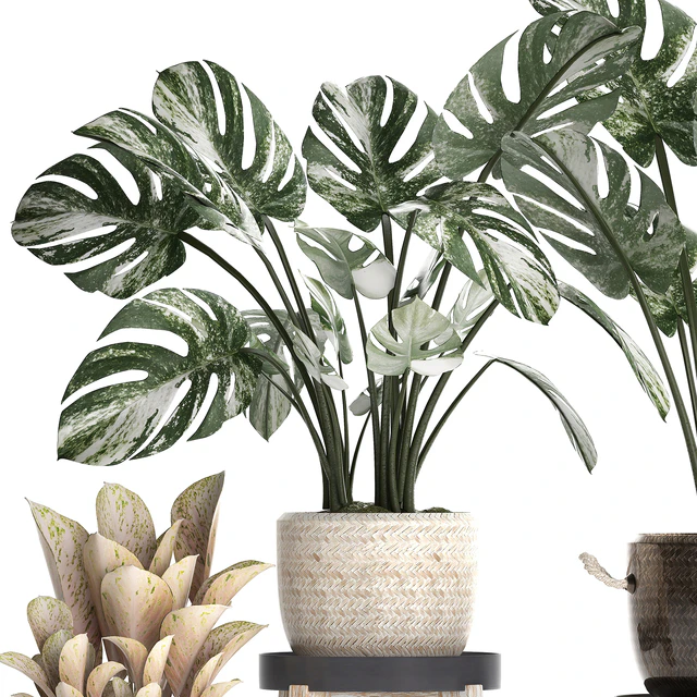 Collection of small plants in modern stylish glossy pots rattan baskets with Monstera variegated, luxury. Set 450. — Descargar