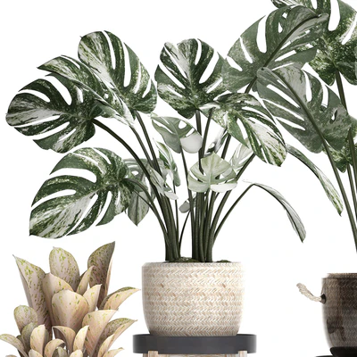 Collection of small plants in modern stylish glossy pots rattan baskets with Monstera variegated, luxury. Set 450. — Ver 5