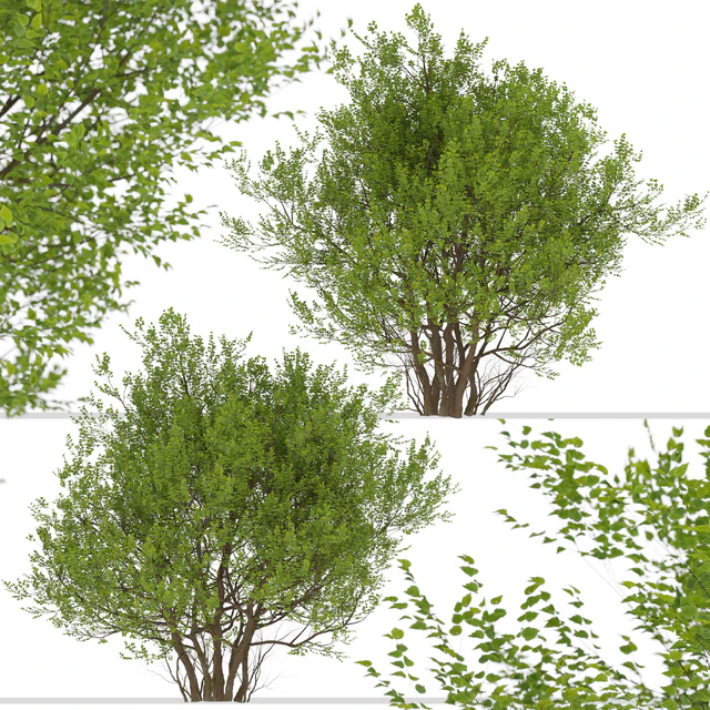 Set of Common Hazel Trees (Corylus avellana) (2 Trees) — Скачать
