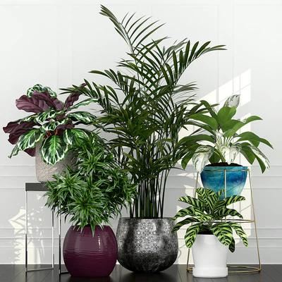 Plants collection 54 — Вид 1