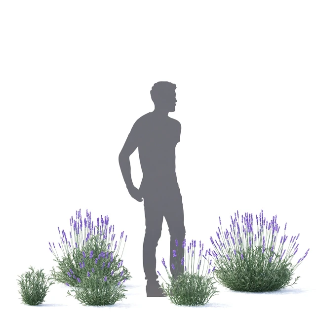 Lavender narrow-leaved flowers | Lavandula angustifolia — Descargar