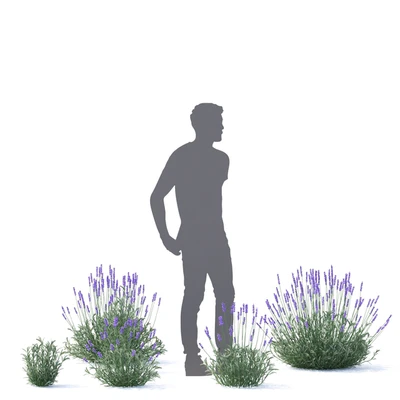 Lavender narrow-leaved flowers | Lavandula angustifolia — Ver 4
