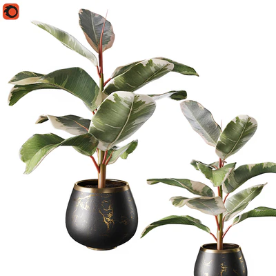 Set of plants ficus rubbery — Ver 3