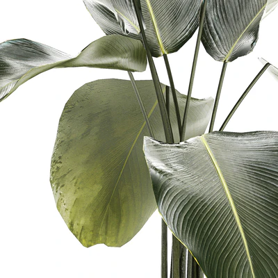 Exotic bush Calathea lutea in a pot, Strelitzia. Plants 1310 — Ver 6