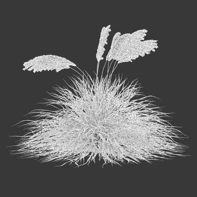 Dry miscanthus sinensis — Ver 3