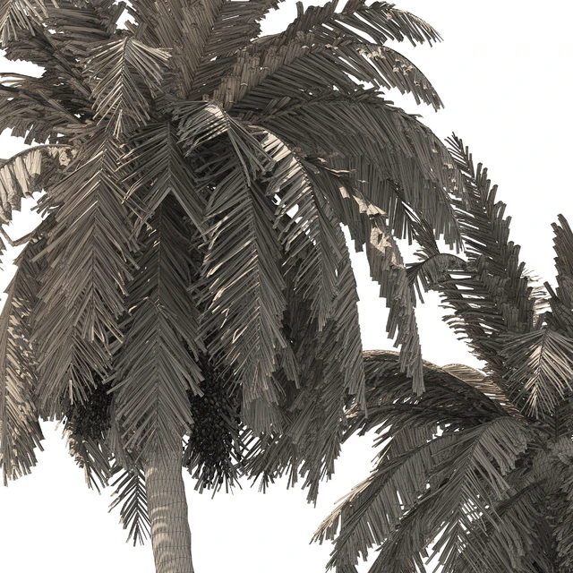 6 Arbian Date Palm Trees — Descargar