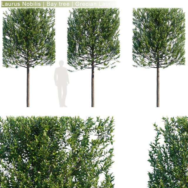 Laurus Nobilis | Bay tree | Grecian Laurel hedge #3 — Скачать