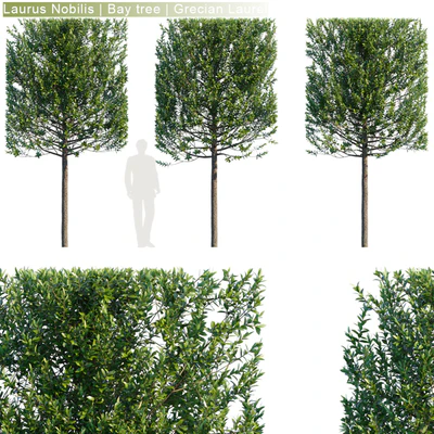 Laurus Nobilis | Bay tree | Grecian Laurel hedge #3 — Вид 1