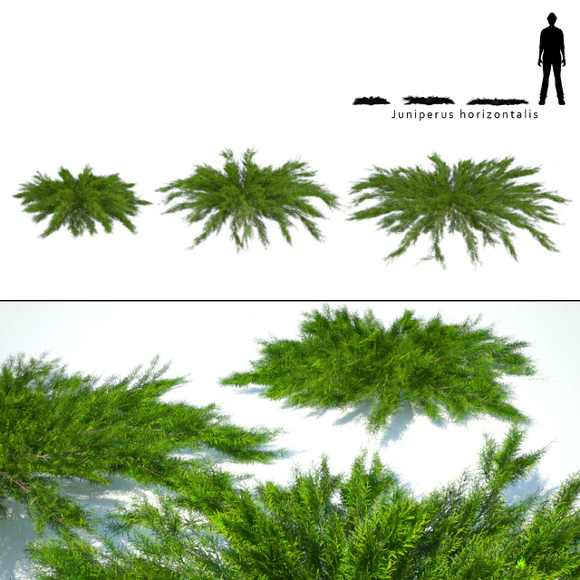 Juniper horizontal | Juniperus horizontalis — Descargar