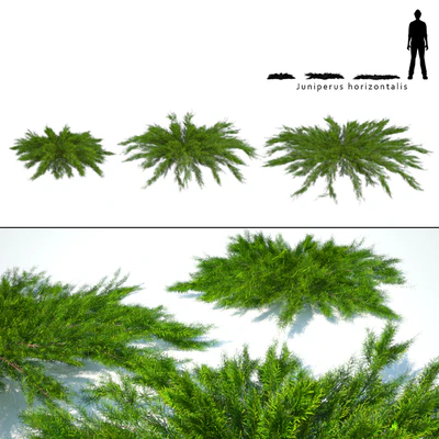 Juniper horizontal | Juniperus horizontalis — Ver 1