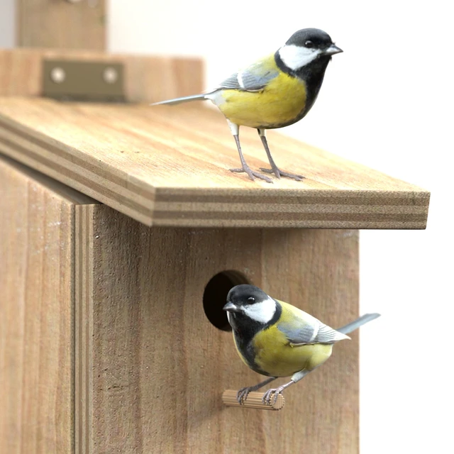 Great Tits at artificial nest — Descargar