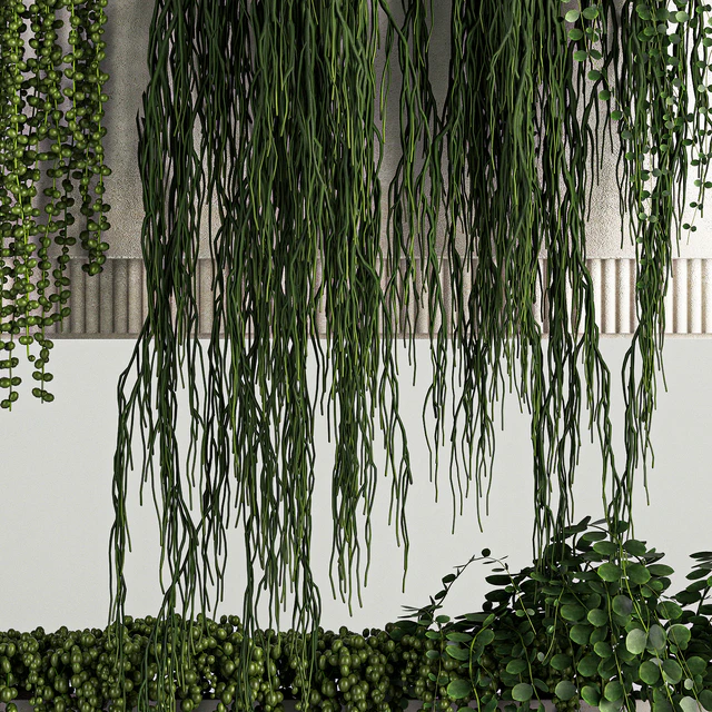 Вертикальное озеленение с висячими растениями из Крестовник и Суккуленты в подвесных вазонах . 68 — Скачать