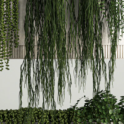 Вертикальное озеленение с висячими растениями из Крестовник и Суккуленты в подвесных вазонах . 68 — Вид 4